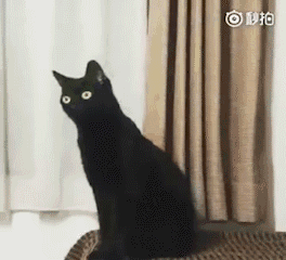 超有意思的长颈黑猫沙雕表情包合集