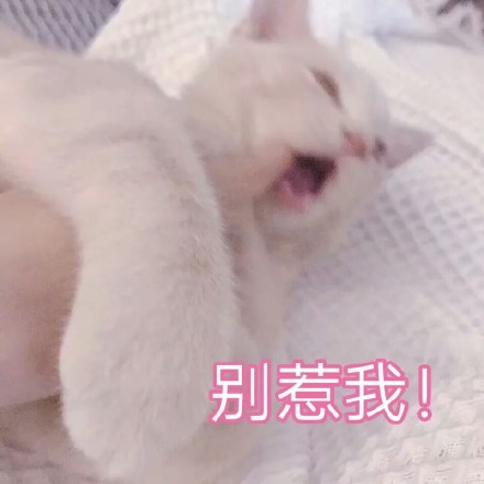 谁懂啊！这组软fufu的猫咪表情包太治愈了