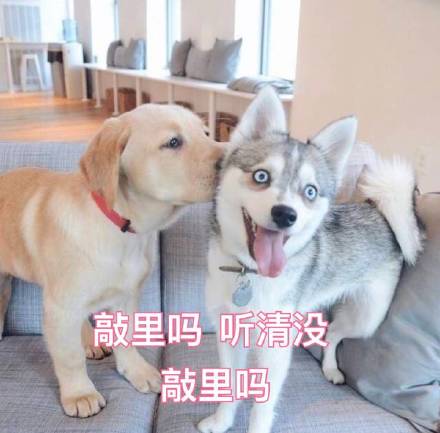 当下超火的表情包合集 斗图直接用