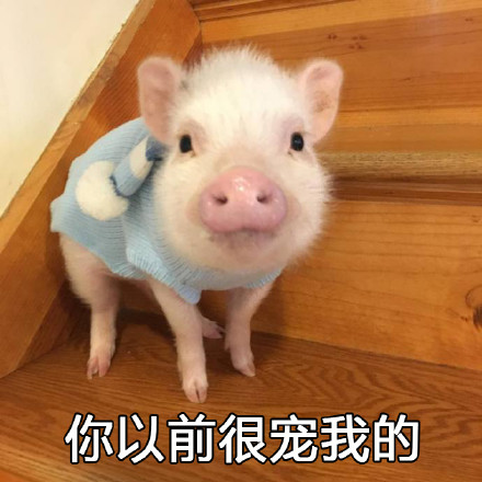 超萌猪猪表情包合集，聊天斗图用得上！