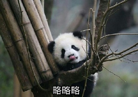 软萌熊猫滚滚表情包上新啦