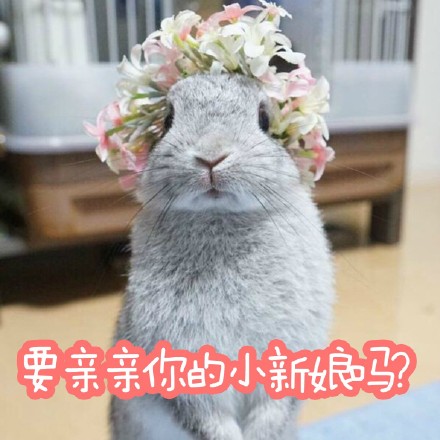 适合仙女用的小兔几表情包来啦