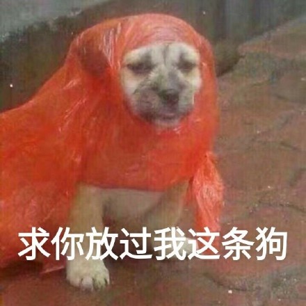 最近超火的无水印萌宠表情包合集