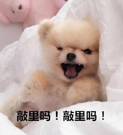 聊天斗图别输！这套汪星人表情包太好用了