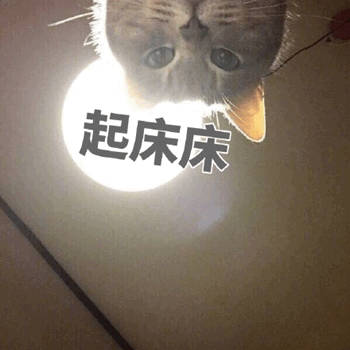 猫咪喊起床表情包合集来啦