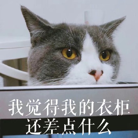 存好这套猫咪表情包，开启你的吸猫斗图之旅