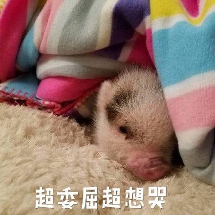 超萌猪猪表情包合集，聊天斗图用得上！