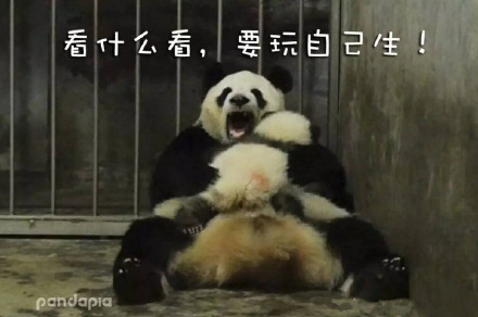 快收下这套熊猫头表情包！