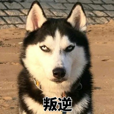 二哈迷看过来！这套哈士奇表情包合集超好用