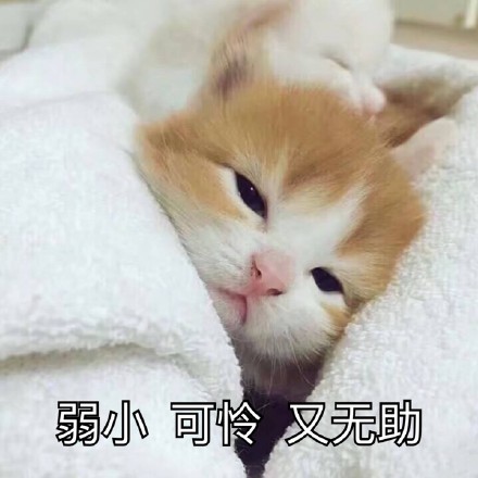 聊天斗图不用愁！这份热门精选表情包收好啦