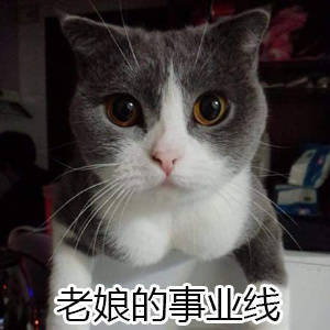 猫咪表情包合集，直接拿去用