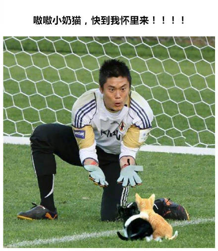 把世界杯换成吸猫现场！这套表情包让斗图秒变撸猫现场