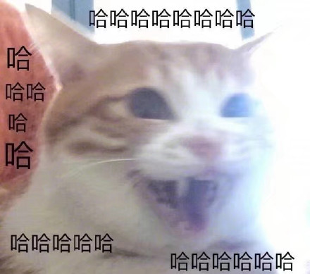 这波猫咪表情包太治愈！快存下来一起吸猫