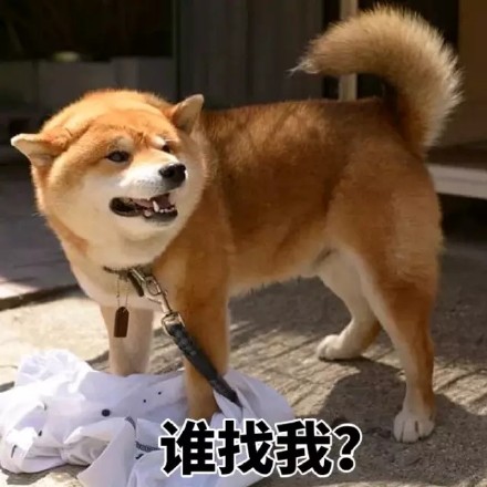 超实用柴犬斗图表情包合集