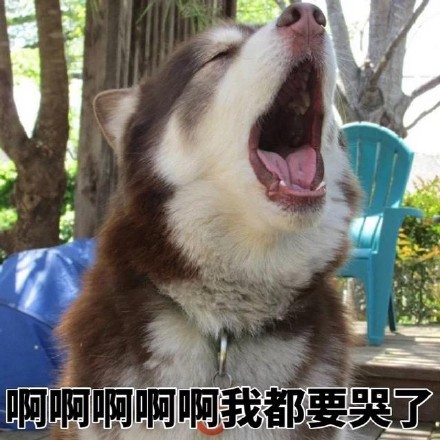 聊天互怼没输过？这套表情包快存好