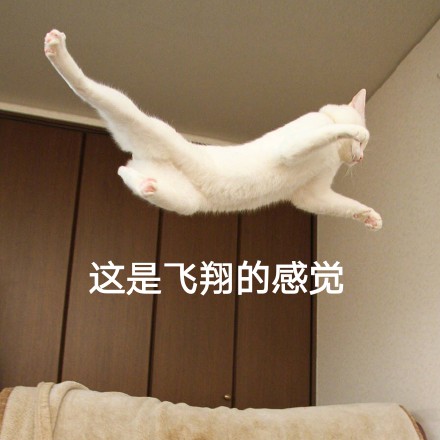 这只帅猫偷偷飘过 还不想让人认出它