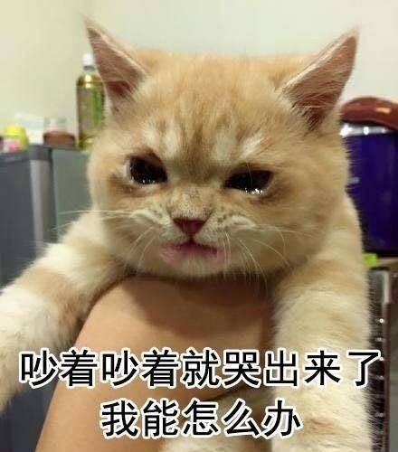 一生气就飙泪的可爱猫咪表情包