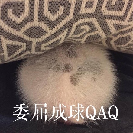 超萌猪猪表情包合集，聊天斗图用得上！
