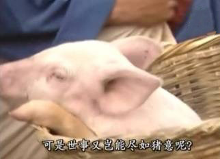 聊天斗图新素材！热门表情包第八弹来啦