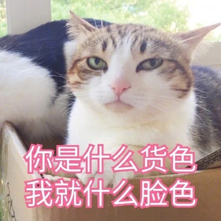谁懂啊！这套猫咪表情包真的看一次爱一次