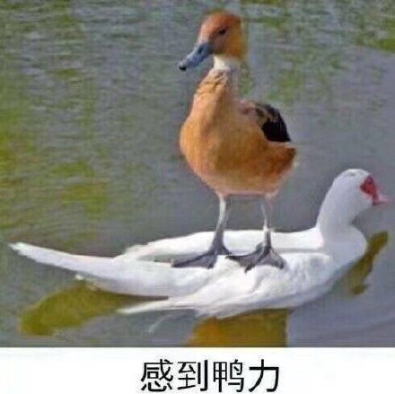 整理好了！一波无水印热门表情包，斗图直接用