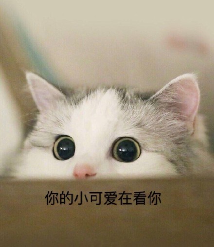 这套萌猫表情包，看完直接完成日常吸猫KPI