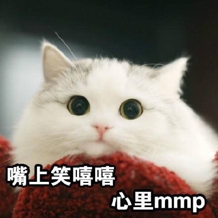 快来看！这套猫咪斗图表情包太适合吸猫了