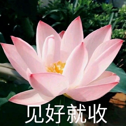 超治愈佛系荷花表情包合集