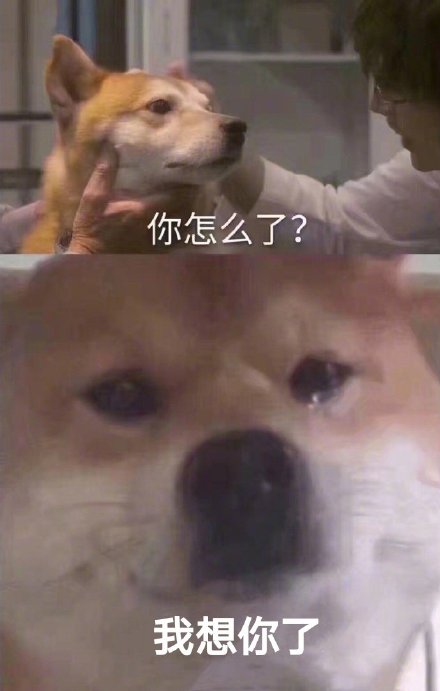 「你怎么了？柴犬流泪」系列表情包来啦