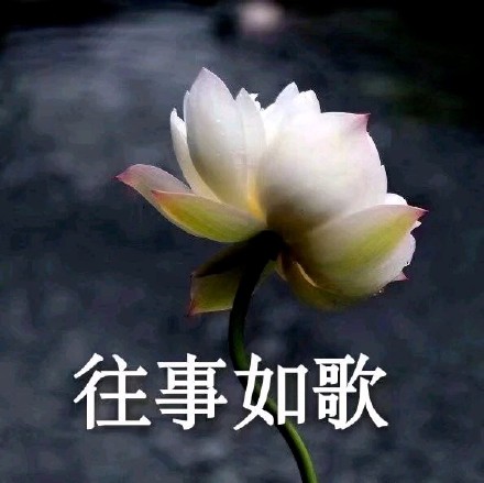超治愈佛系荷花表情包合集