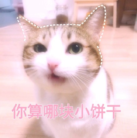 铲屎官集合！软萌猫咪表情包来啦，快一起吸猫