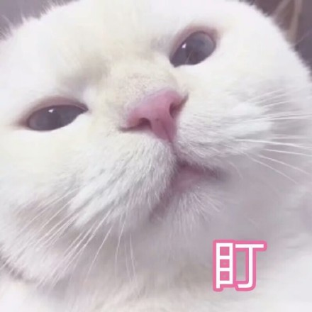 谁懂啊！这组软fufu的猫咪表情包太治愈了