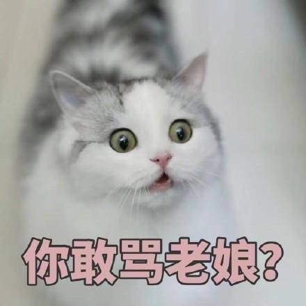 快来看！这套猫咪斗图表情包太适合吸猫了