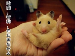 超萌仓鼠表情包合集来啦