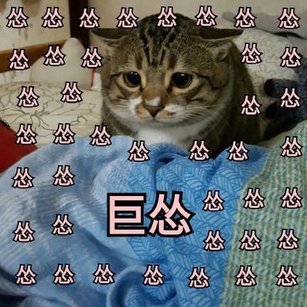 这波猫咪表情包太治愈！快存下来一起吸猫