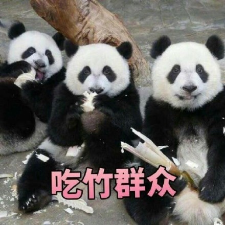软萌熊猫滚滚表情包上新啦