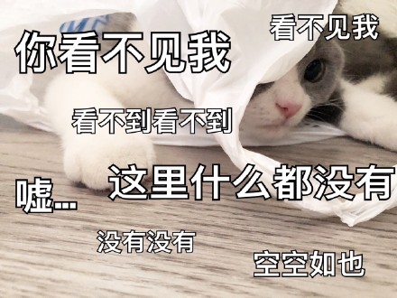 超实用猫咪表情包合集 斗图必备