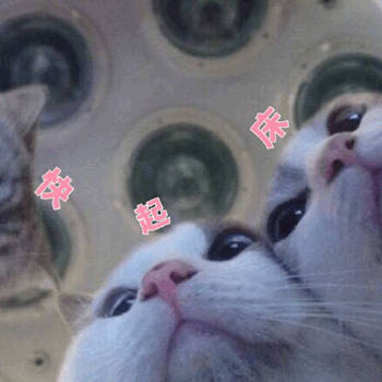 猫咪喊起床表情包合集来啦