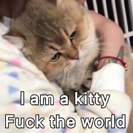 超治愈！这组软萌猫咪表情包太适合聊天斗图啦