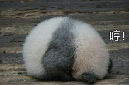 大熊猫系列表情包合集