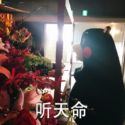 熊本熊的摆烂人生信条火了