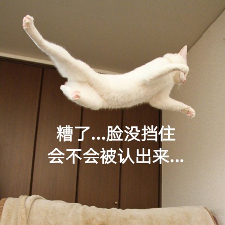 这只帅猫偷偷飘过 还不想让人认出它