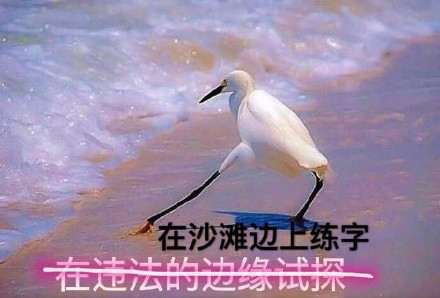 海鸥沙滩试探表情包合集来啦