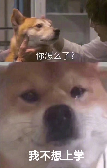「你怎么了？柴犬流泪」系列表情包来啦