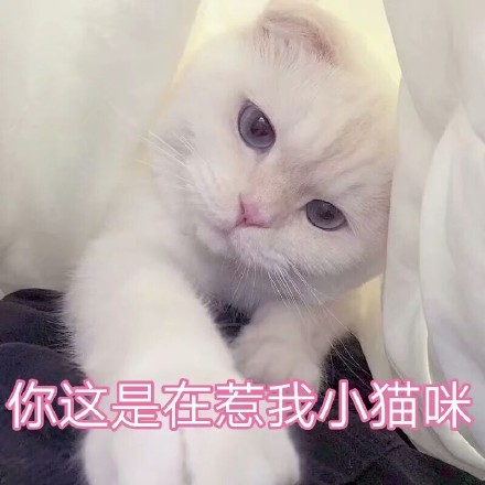 谁懂啊！这组软fufu的猫咪表情包太治愈了