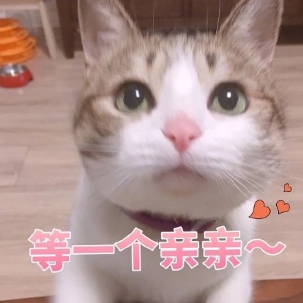 谁懂啊！这套猫咪表情包真的看一次爱一次