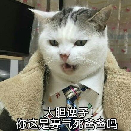 自带大哥气场的猫咪表情包来啦