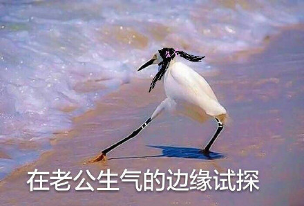 海鸥沙滩试探表情包合集来啦