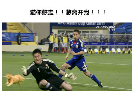 把世界杯换成吸猫现场！这套表情包让斗图秒变撸猫现场