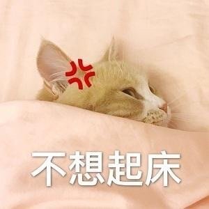 猫咪喊起床表情包合集来啦